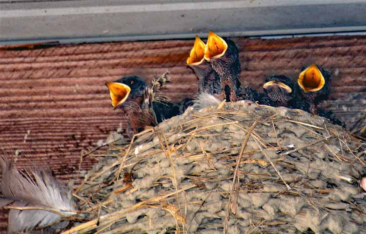 swallow chicks